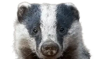 Badgers