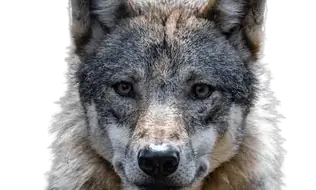 Coyotes
