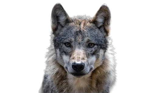 Coyotes